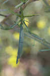 Carolina silkgrass